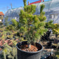 Pinus parviflora 'Goldilocks' - 40-45 cm