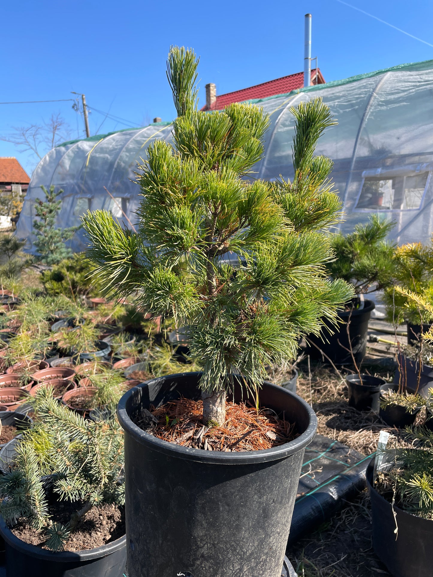 Pinus parviflora 'Goldilocks' - 40-45 cm