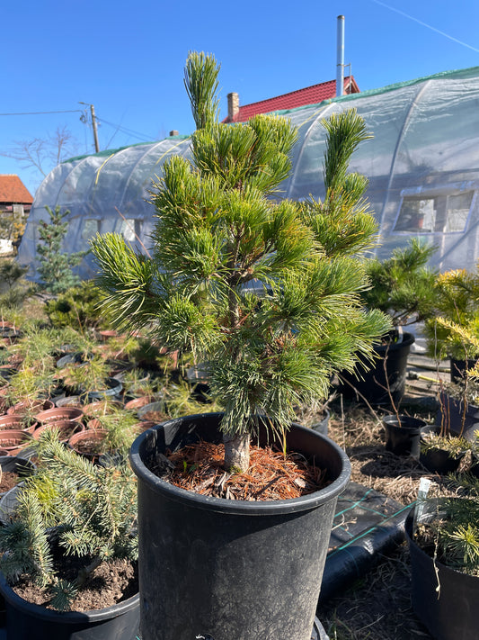 Pinus parviflora 'Goldilocks' - 40-45 cm