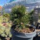 Pinus mugo 'Green Pearl' - 20 cm