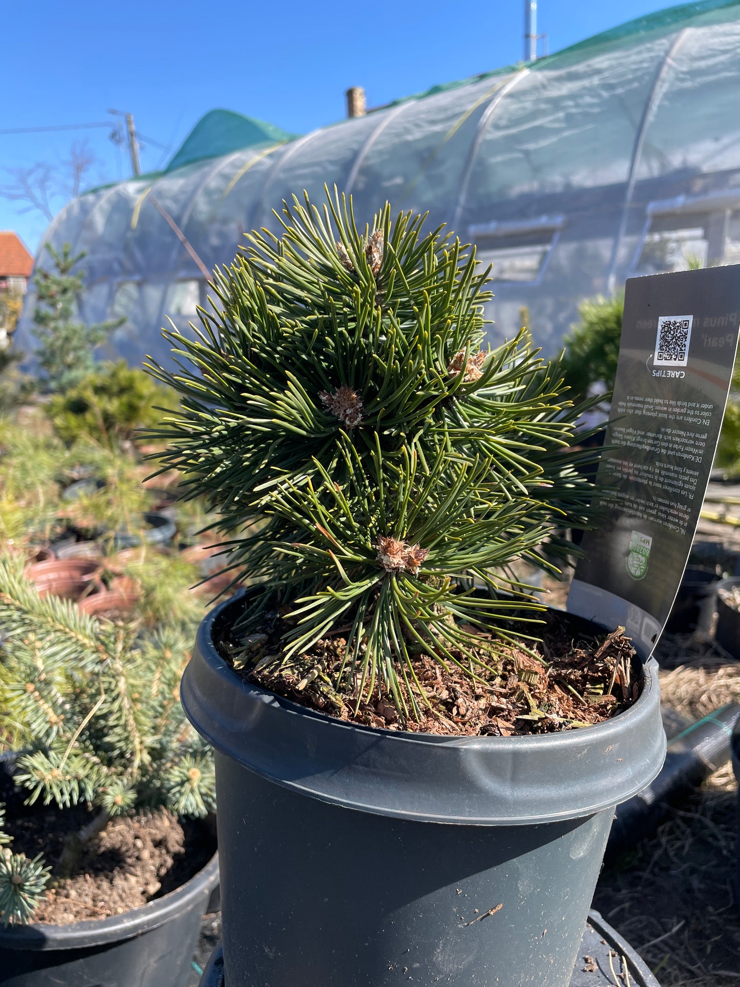Pinus mugo 'Green Pearl' - 20 cm