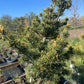 Pinus parviflora 'Koko-no-e' - 50-55 cm