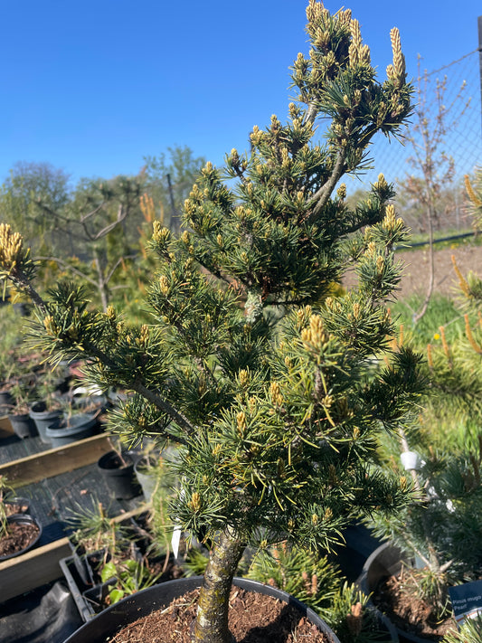 Pinus parviflora 'Koko-no-e' - 50-55 cm
