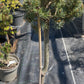 Pinus parviflora 'Kin-Po' - 75 cm - "pe picior"