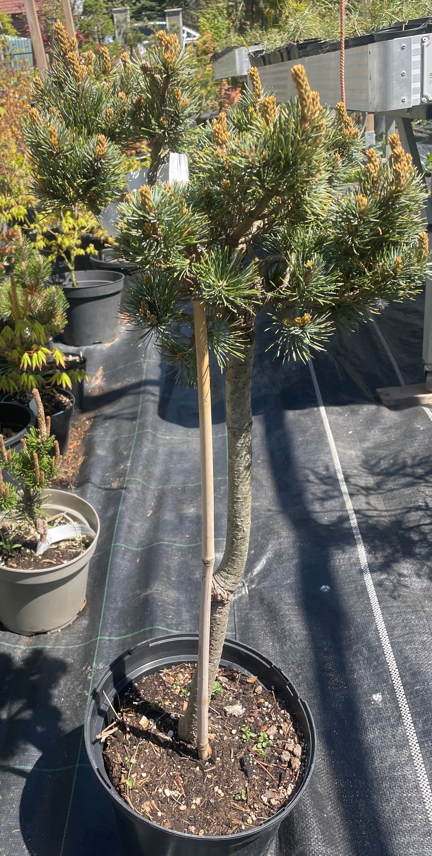 Pinus parviflora 'Kin-Po' - 75 cm - "pe picior"