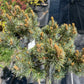 Pinus parviflora 'Kin-Po' - 75 cm - "pe picior"