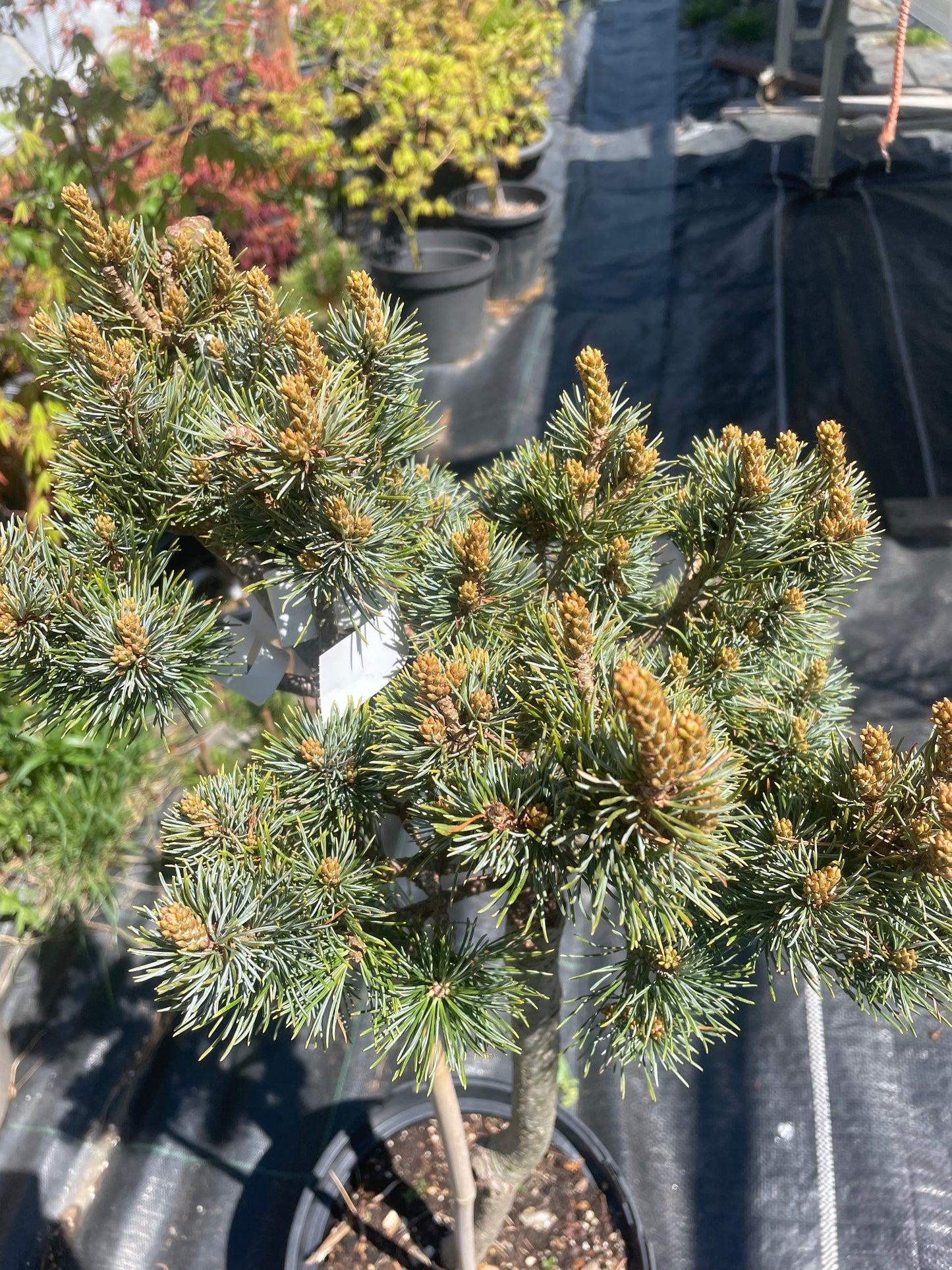 Pinus parviflora 'Kin-Po' - 75 cm - "pe picior"
