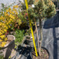 Pinus parviflora 'Kin-Po' - 75 cm - "pe picior"