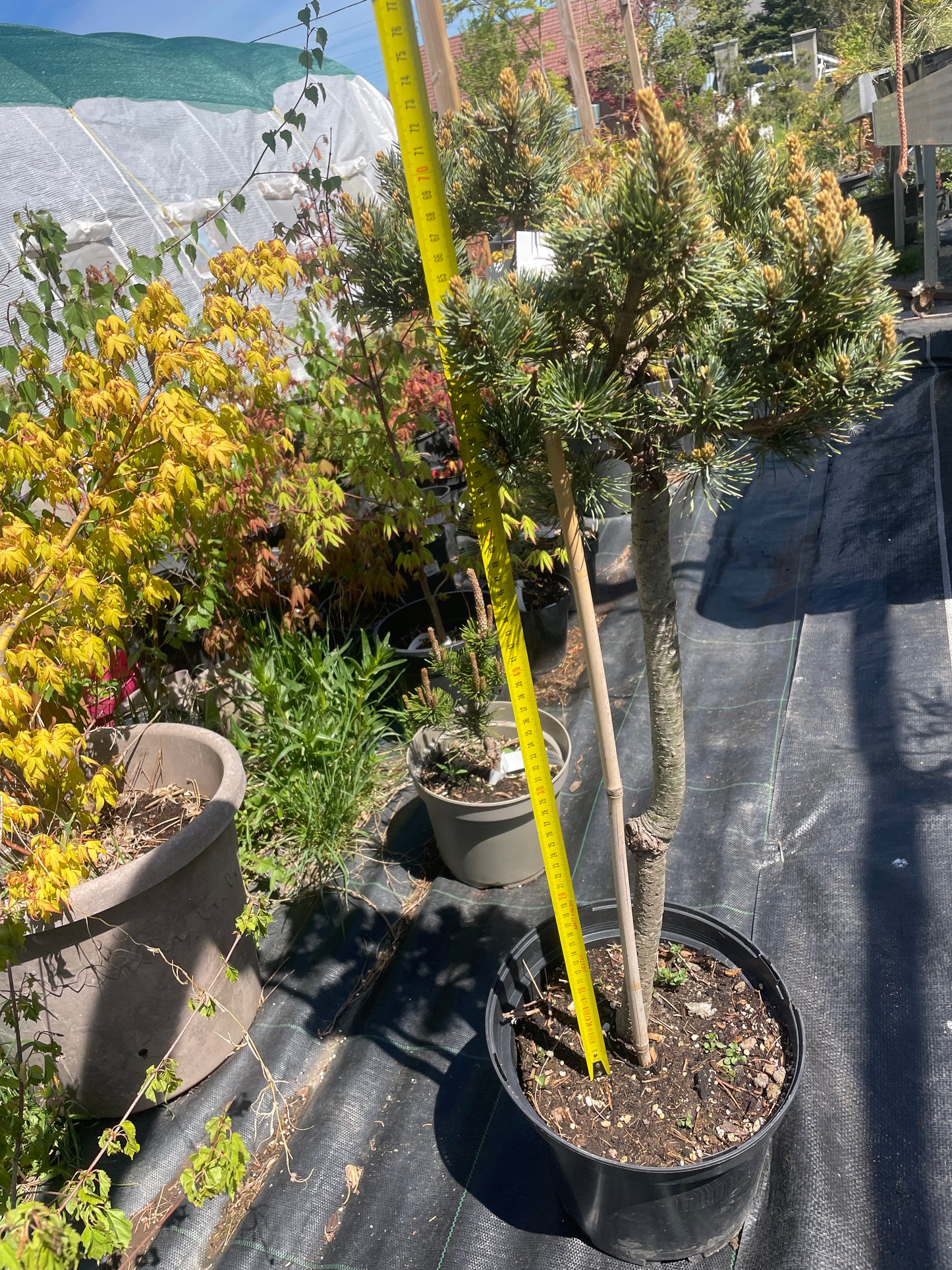 Pinus parviflora 'Kin-Po' - 75 cm - "pe picior"