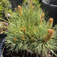 Pinus ponderosa 'Tasha'
