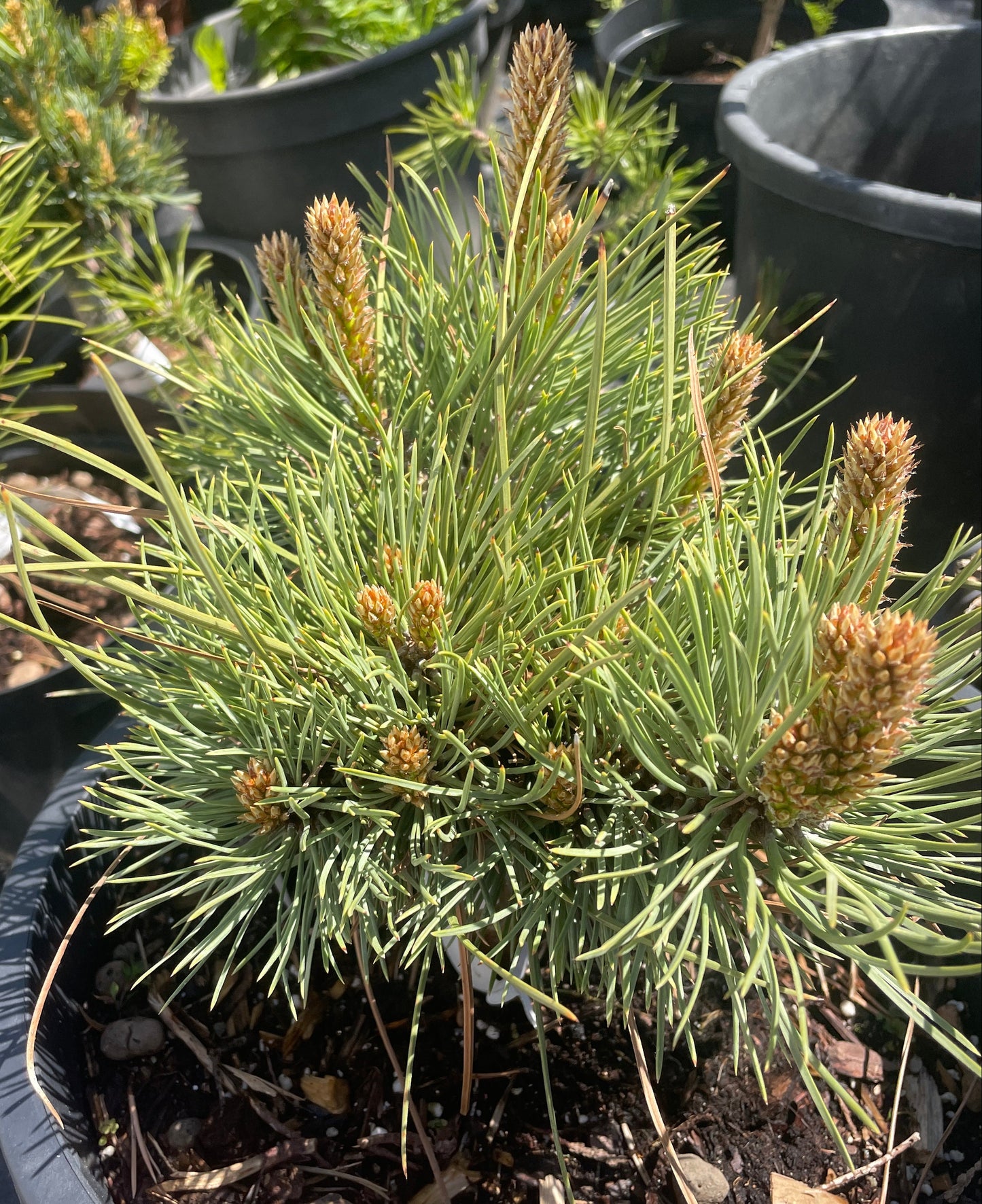 Pinus ponderosa 'Tasha'