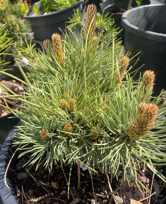 Pinus ponderosa 'Tasha'