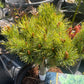 Pinus parviflora 'Catherine Elisabeth' - 25-30 cm