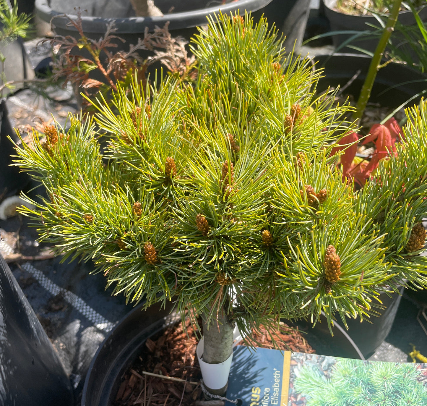 Pinus parviflora 'Catherine Elisabeth' - 25-30 cm
