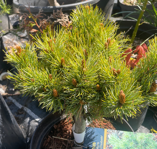 Pinus parviflora 'Catherine Elisabeth' - 25-30 cm