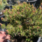 Pinus mugo 'White Tip' - 25 cm