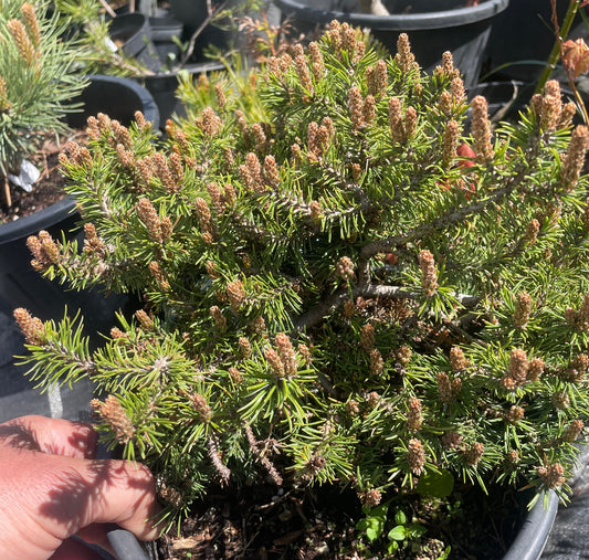 Pinus mugo 'White Tip' - 25 cm