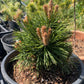 Pinus mugo 'Green Pearl' - 20 cm