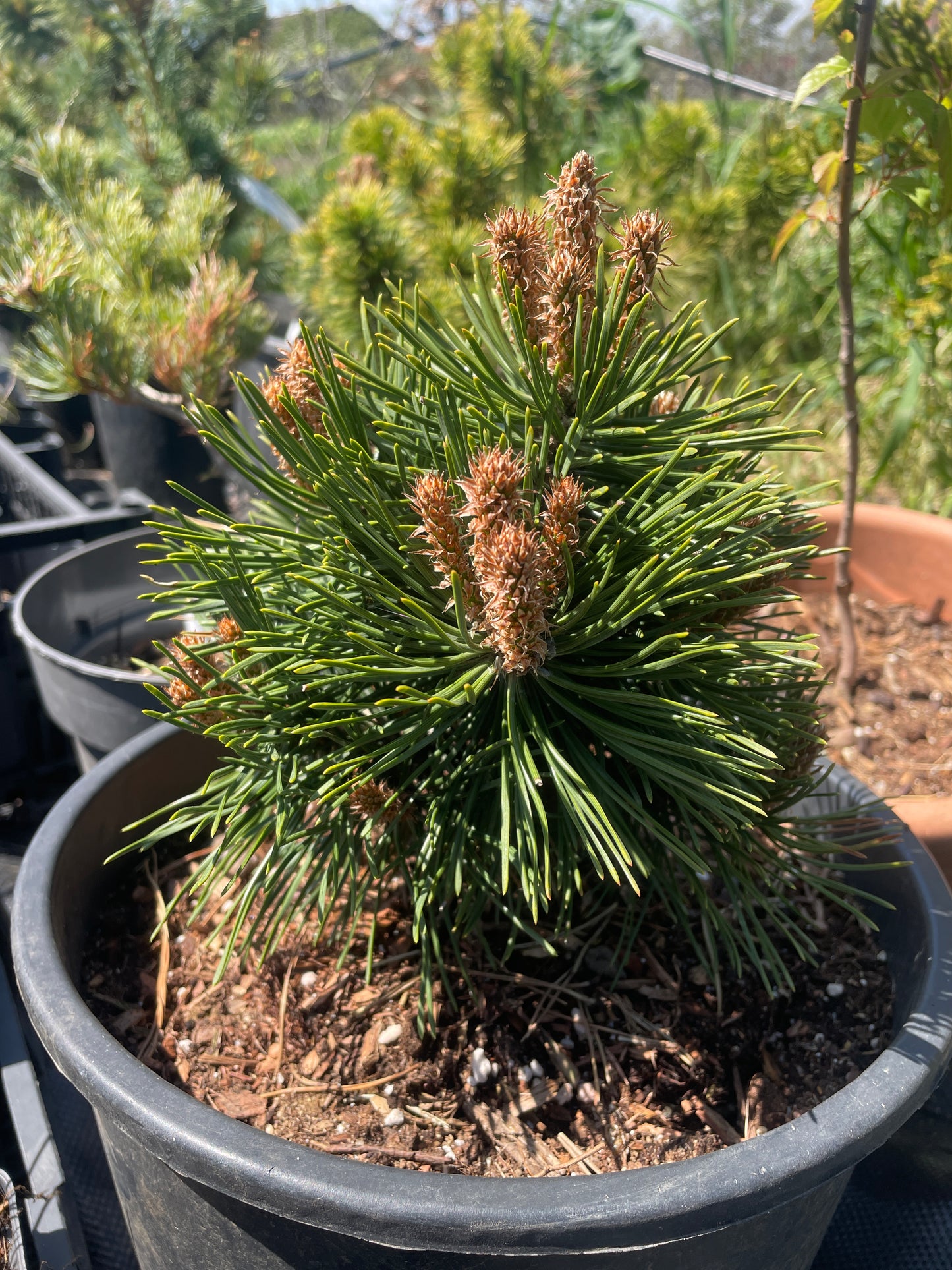 Pinus mugo 'Green Pearl' - 20 cm