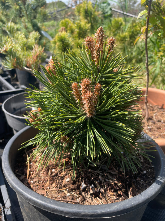 Pinus mugo 'Green Pearl' - 20 cm