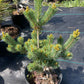 Pinus parviflora 'Ooh La La'
