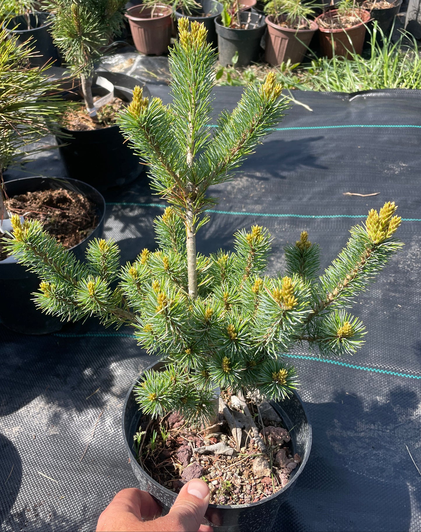 Pinus parviflora 'Ooh La La'