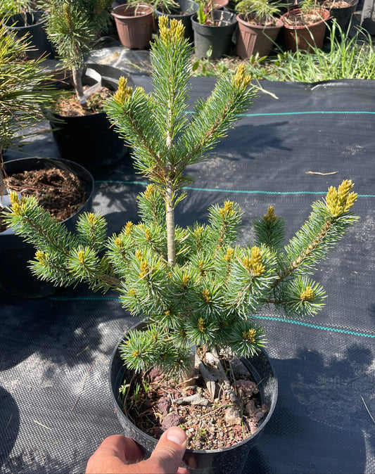 Pinus parviflora 'Ooh La La'