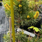 Pinus contorta 'Taylor's Sunburst' - 50 cm