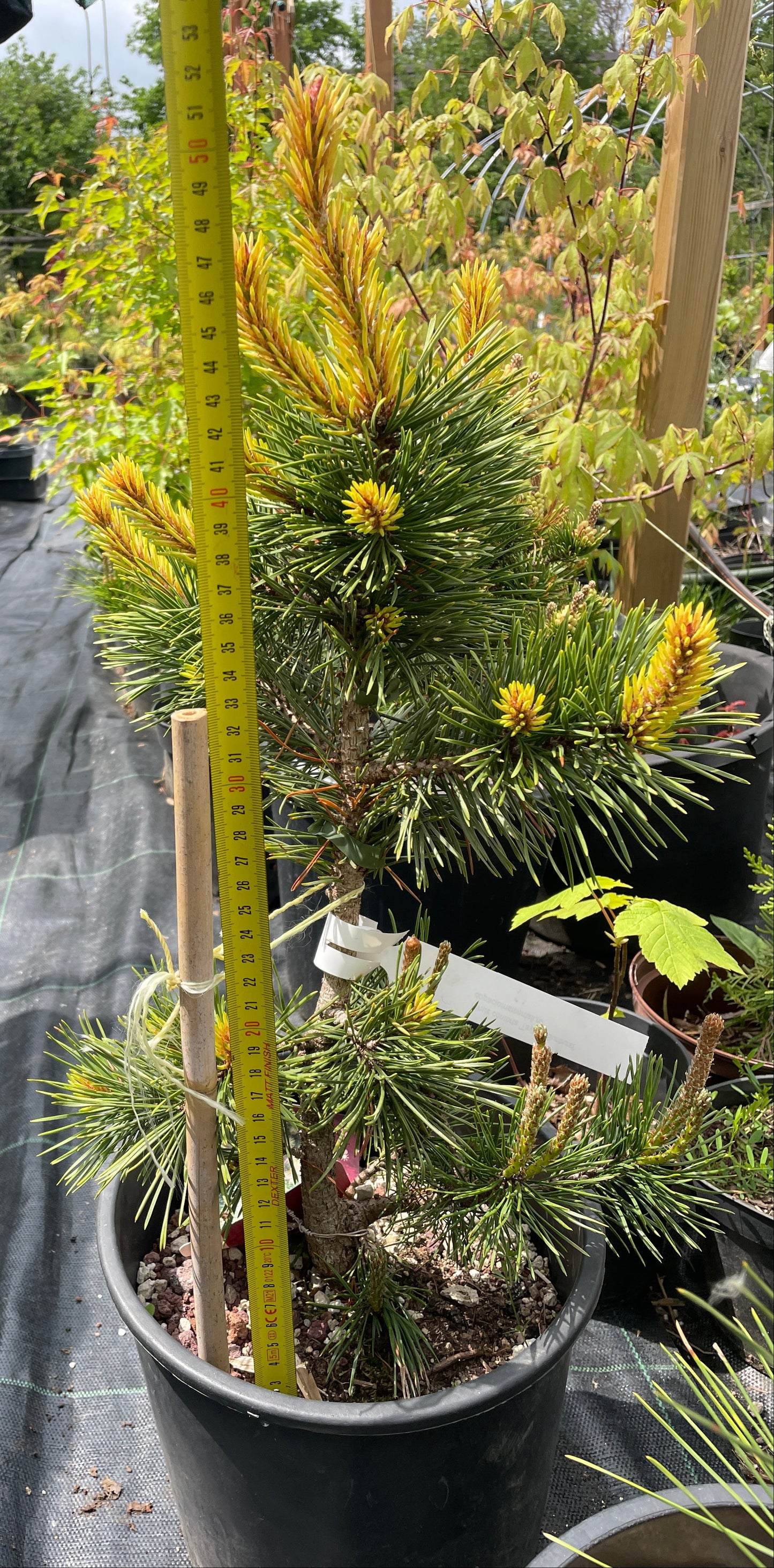Pinus contorta 'Taylor's Sunburst' - 50 cm