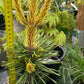 Pinus contorta 'Taylor's Sunburst' - 35 cm