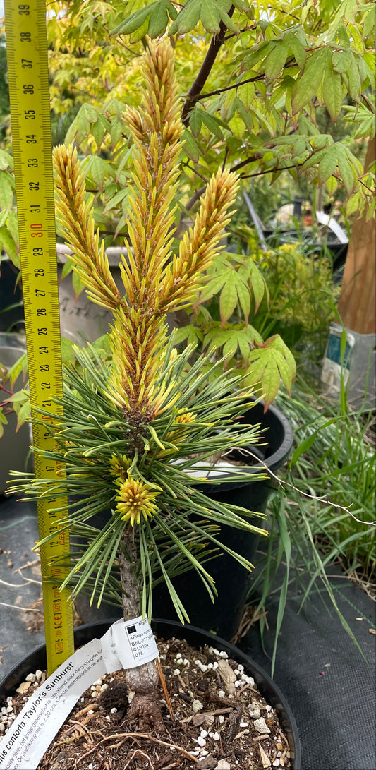 Pinus contorta 'Taylor's Sunburst' - 35 cm