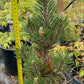 Pinus thunbergii 'Kotobuki' - 45 cm