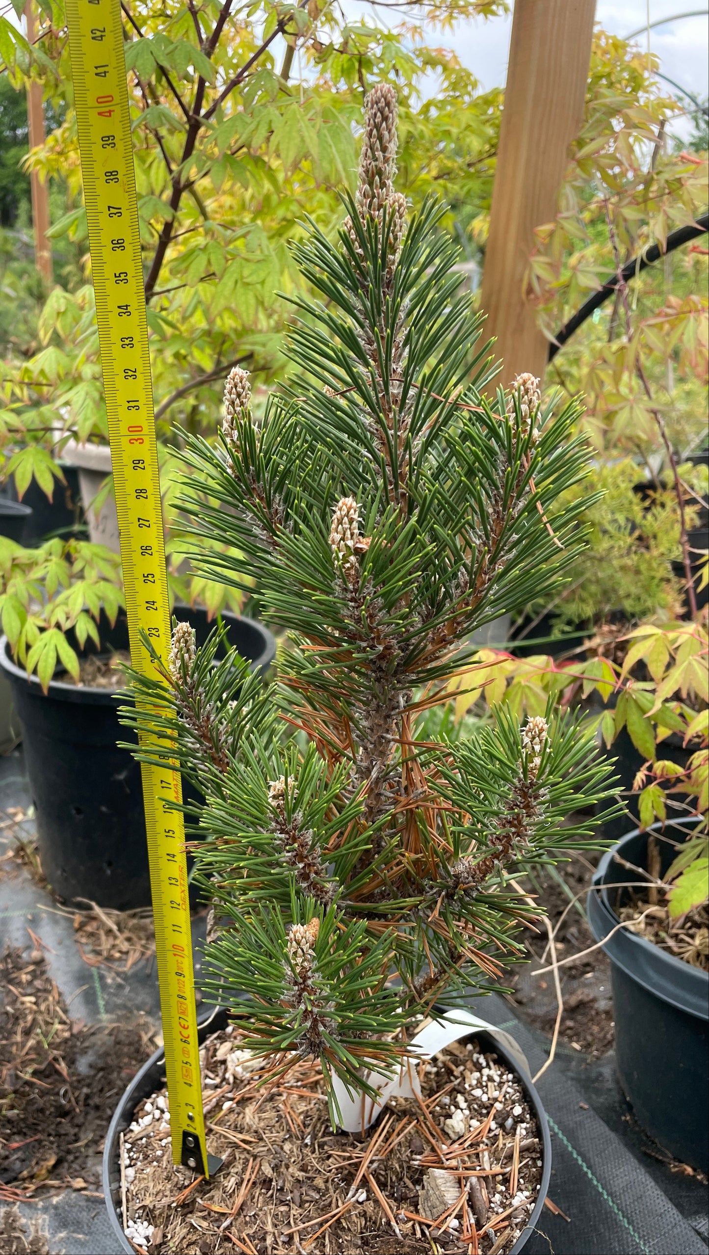 Pinus thunbergii 'Kotobuki' - 45 cm