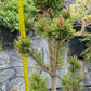 Pinus contorta 'Fastigiata' - 80 cm
