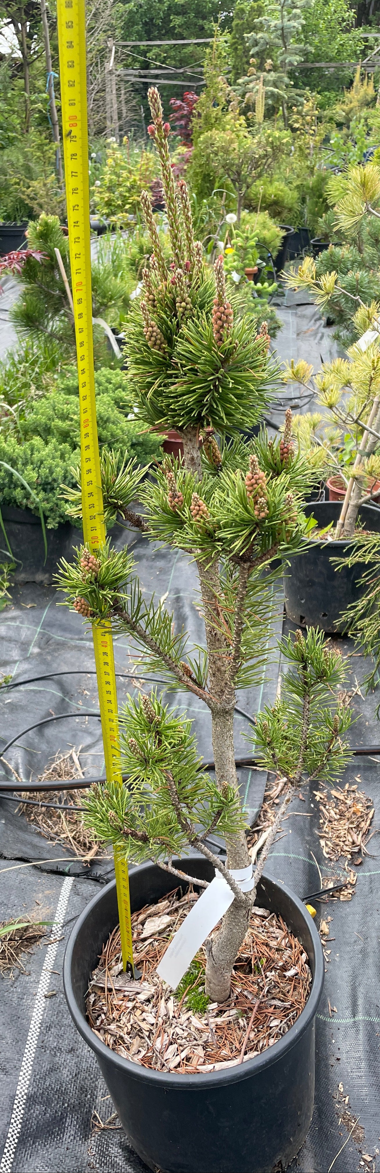 Pinus contorta 'Fastigiata' - 80 cm