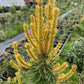 Pinus contorta 'Taylor's Sunburst' - 30 cm