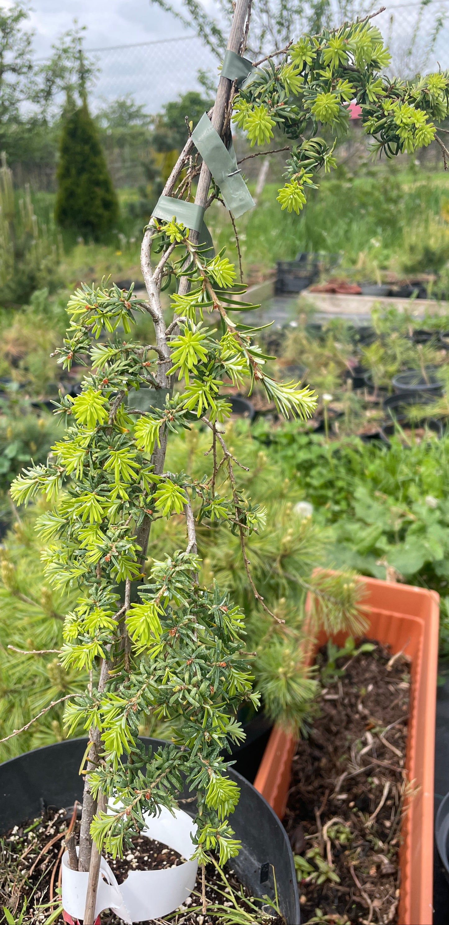 Tsuga heterophylla 'Thoren's Weeping' -35 cm