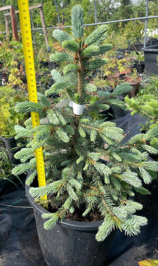 'Brad' Molid argintiu - Picea pungens 'Glauca' - 45 cm