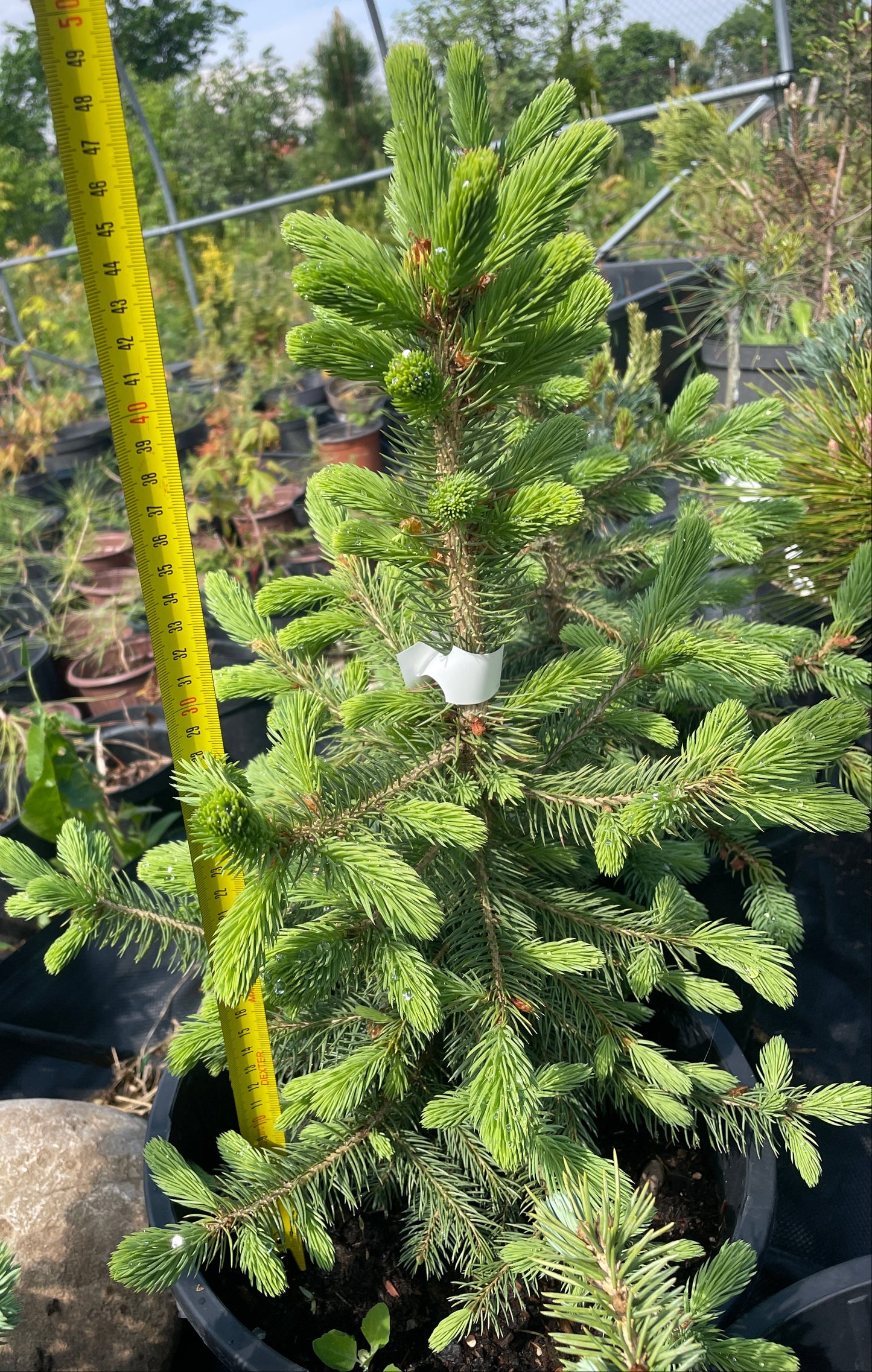 'Brad' Molid - Picea pungens 45 cm