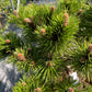 Pinus nigra 'Hornibrookiana' - 30cm