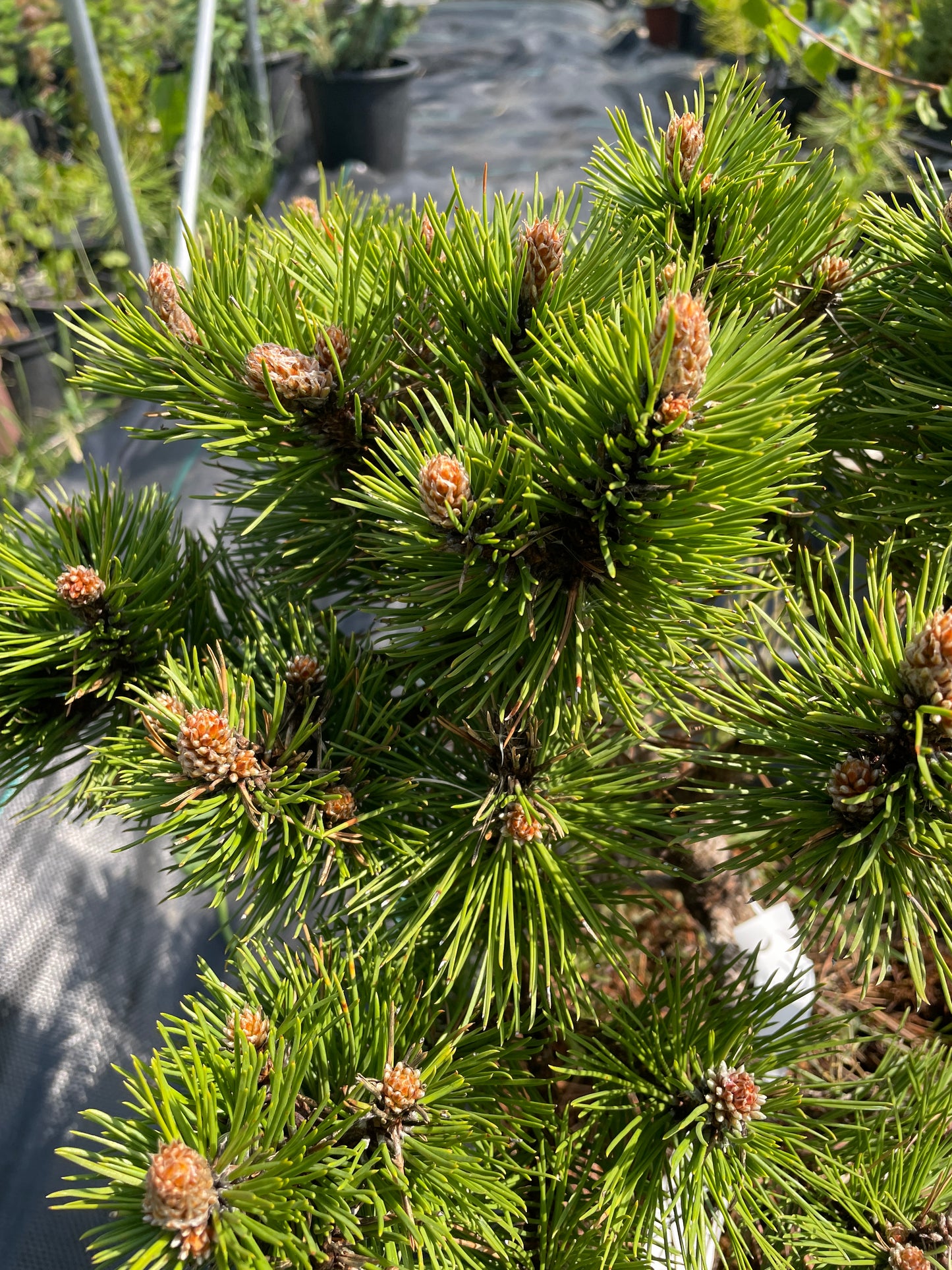 Pinus nigra 'Hornibrookiana' - 30cm