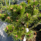 Pinus nigra 'Hornibrookiana' - 30cm