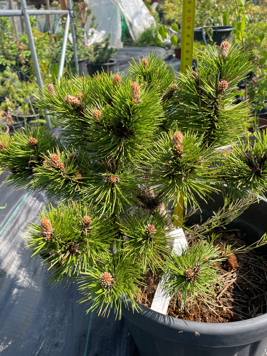Pinus nigra 'Hornibrookiana' - 30cm