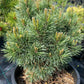 Pinus sylvestris 'Frensham' - 35 cm