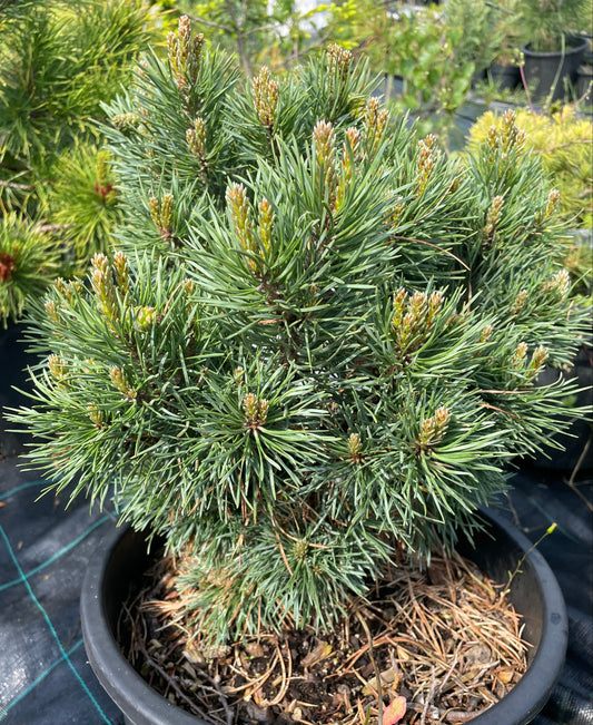Pinus sylvestris 'Frensham' - 35 cm