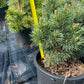Pinus sylvestris 'Frensham' - 35 cm