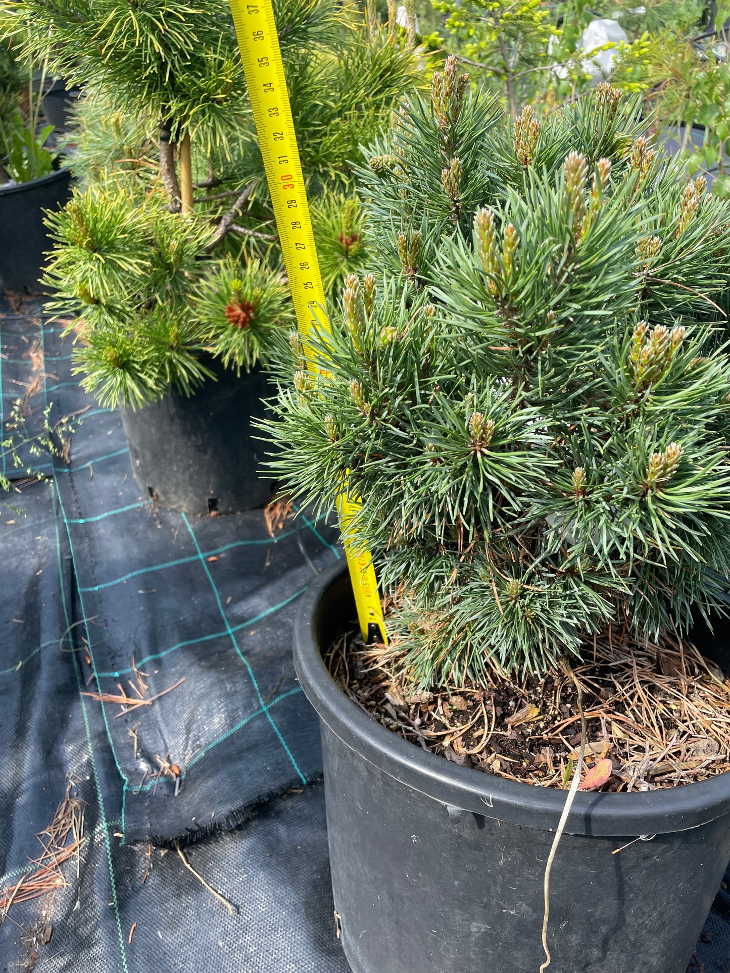 Pinus sylvestris 'Frensham' - 35 cm