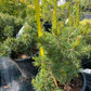 Pinus sylvestris 'Skjak' - 45 cm