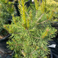 Pinus sylvestris 'Skjak' - 45 cm