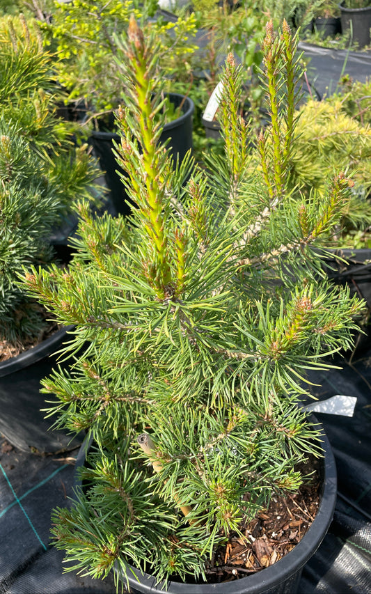 Pinus sylvestris 'Skjak' - 45 cm